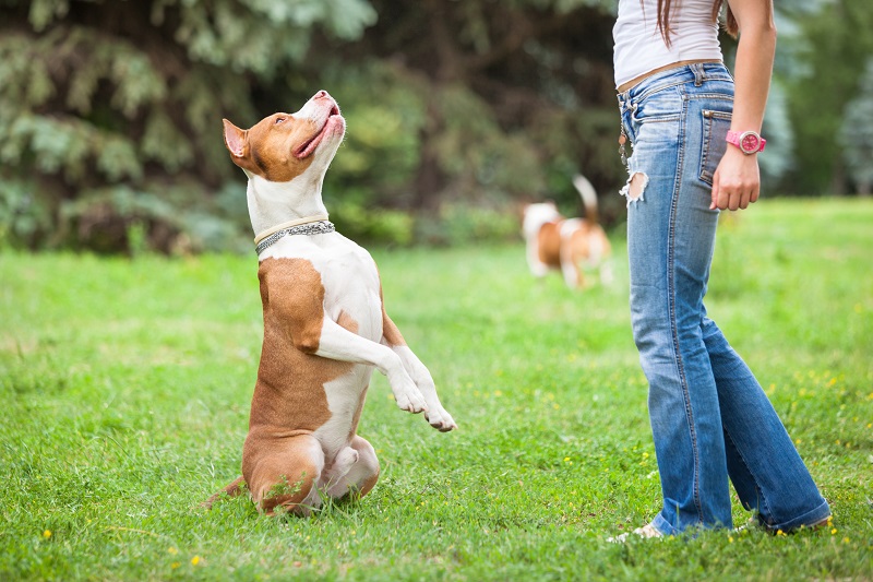 Szkoła dla psów – czym się kierować przy wyborze?